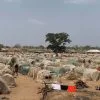 Seis días de masacre en una zona cristiana de Benue